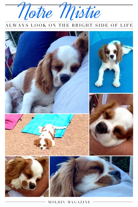 Cavalier king charles